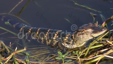 小鳄鱼在沼泽里晒太阳
